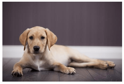 拉布拉多发育期吃什么食物,这些食物比较适合