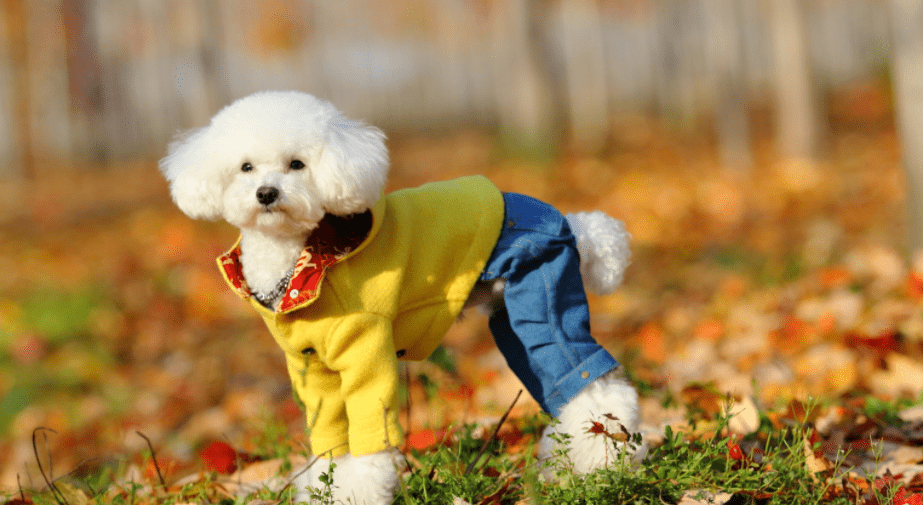 一只泰迪犬多少钱,做好功课不被带偏