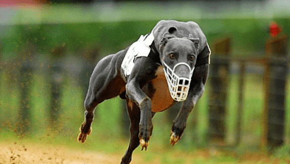 格力犬训练方法,掌握这些点燃速度与激情