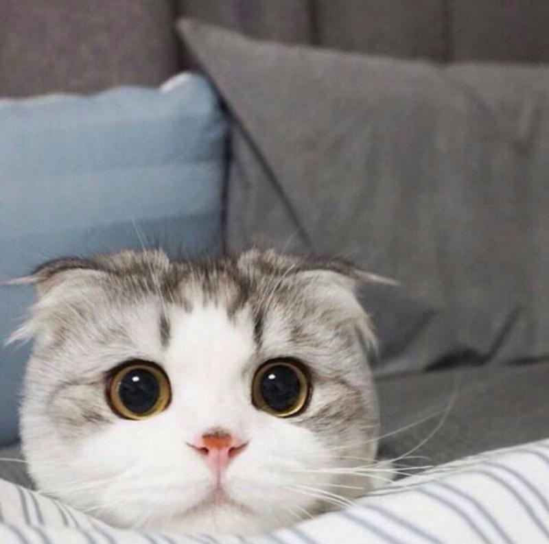 什么猫最可爱?参考下这种猫