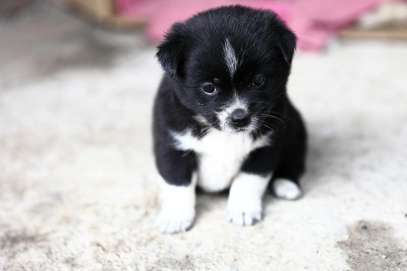 小狗拉稀呕吐怎么办?找到原因才能更好解决