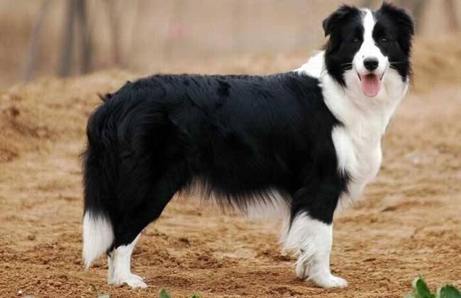 边境牧羊犬好不好?智商高不一定好养