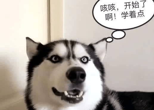 狗学狼叫怎么回事? 其实都是在表达