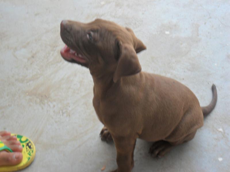 什么狗能打过比特犬?别太天真了