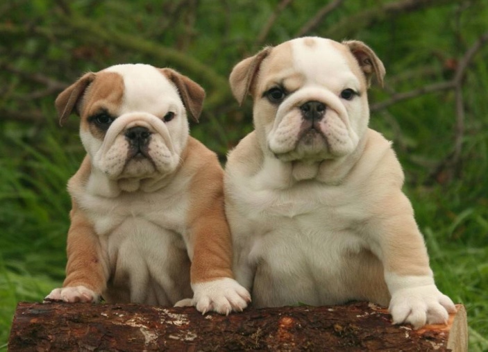 英国斗牛犬吃什么狗粮好?好吃的不得了