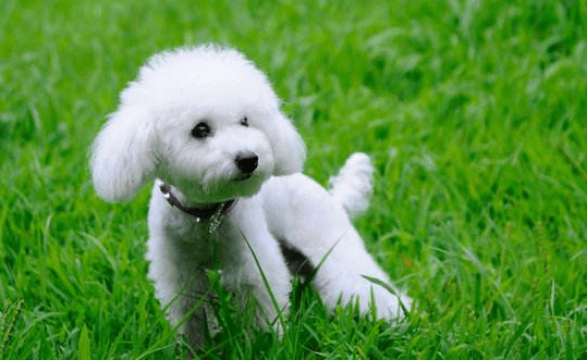 小贵宾犬吃哪种狗粮好?按照这些标准即可