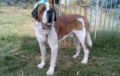 圣伯纳犬咬人吗?毕竟是狗