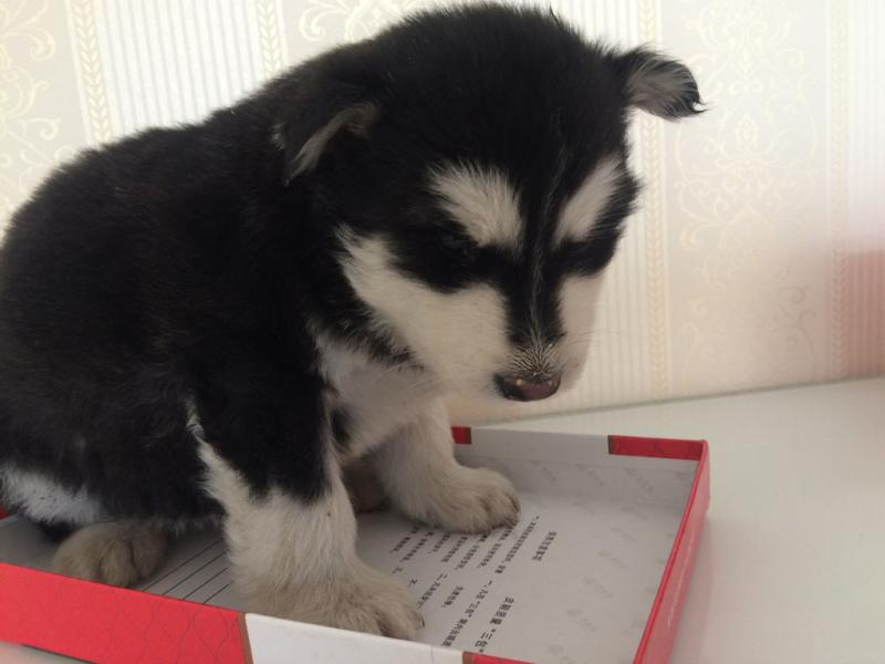 阿拉斯加一般多少钱？跟血统地域平台关系大