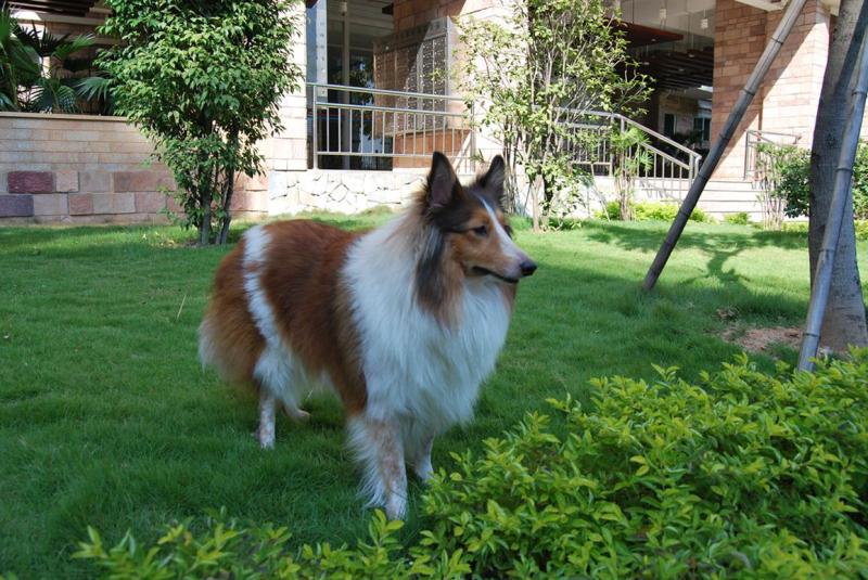 牧羊犬怎样训练?容不得半点松懈