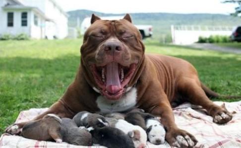 比特犬怎么训练，猛犬也要用心对待，用爱去驯服