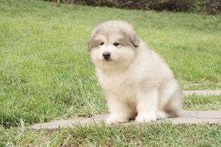 阿拉斯加雪橇犬和哈士奇的区别