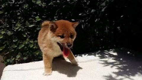 养猫还是养狗~来围观能否满足你的心意