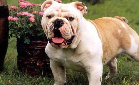 看家狗养什么最好?这几条你看看如何