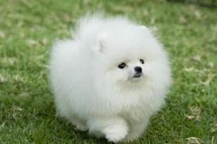 狗打喷嚏是怎么回事?先观察下找出具体原因