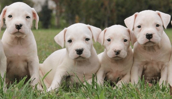 杜高犬咬人吗? 那是你对它不了解