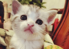 小猫什么时候断奶?饲养奶猫要小心
