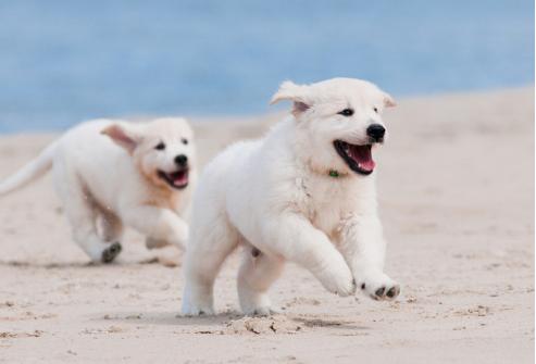 狗狗吃什么补钙?  选对食物和方法很重要