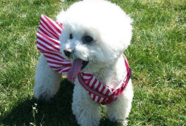 如何训练比熊犬?方法对了一切都好办