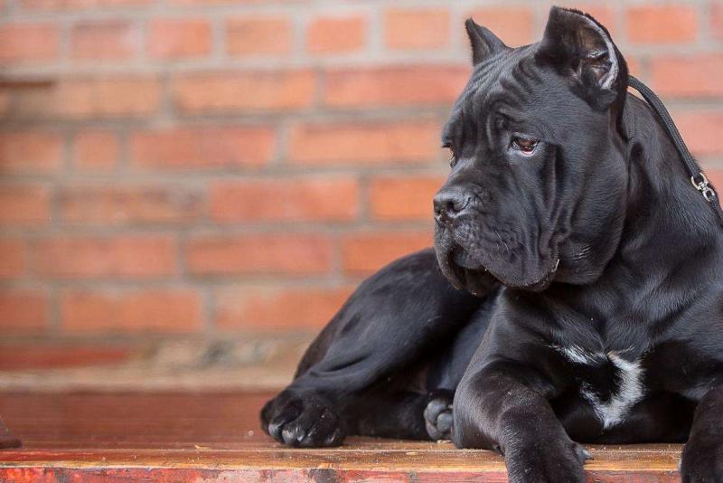 卡斯罗犬能长多大?不同时期的卡斯罗体重