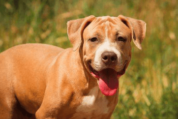 比特犬吃什么狗粮好?理性的来分析下