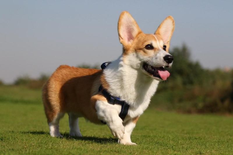 柯基犬什么颜色最好?重要是主人喜欢什么