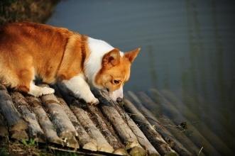 柯基犬智商排名，还真是不错的