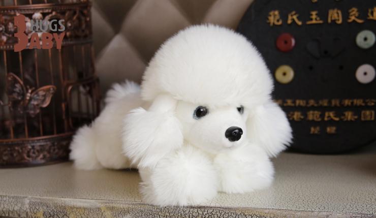 怎样训练贵宾犬,速来围观“别人家的犬”