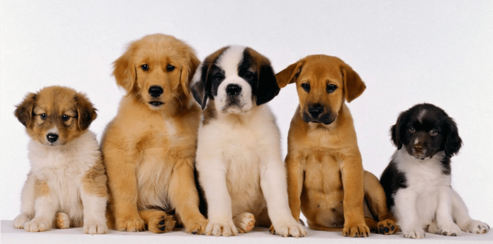 狗狗为什么总是叫,如此吠叫最可怕