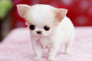 茶杯犬吃什么食物？按年龄段是这样的