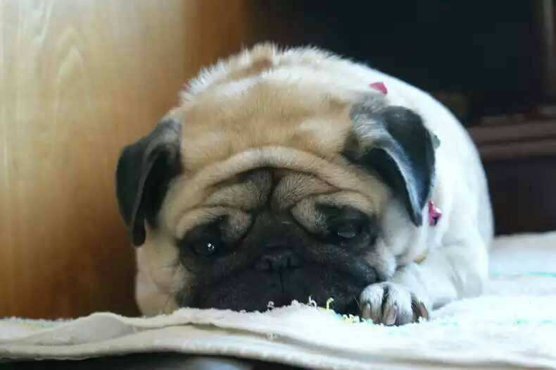 狗狗食欲不振，这样解决就对了