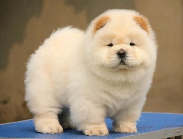 松狮吃什么狗粮好?这些你都知道么?