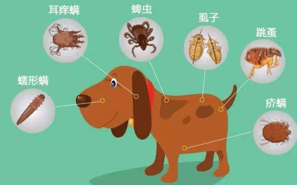 狗狗体内驱虫多久一次?一般是按这个时间点来