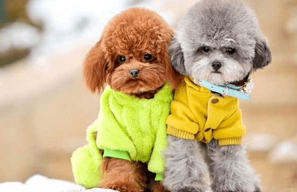 贵宾犬吃了巧克力怎么办?建议及时送医治疗