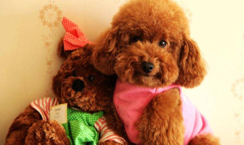 比熊犬和泰迪哪个好?比比才知道