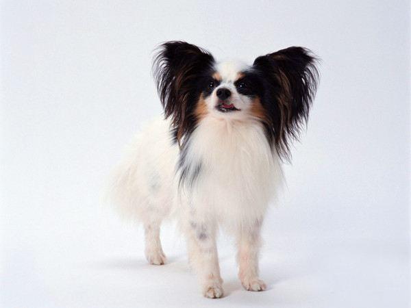 蝴蝶犬怎么训练,这几种办法要学会