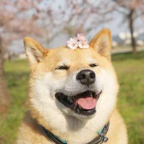 狗的生活习性,一些你不知道的小秘密