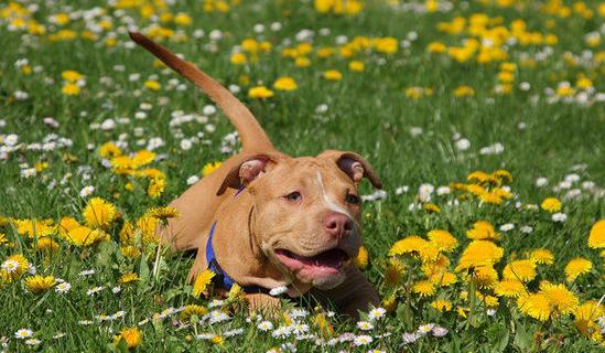 比特犬护主吗?那不是一般的护犊子
