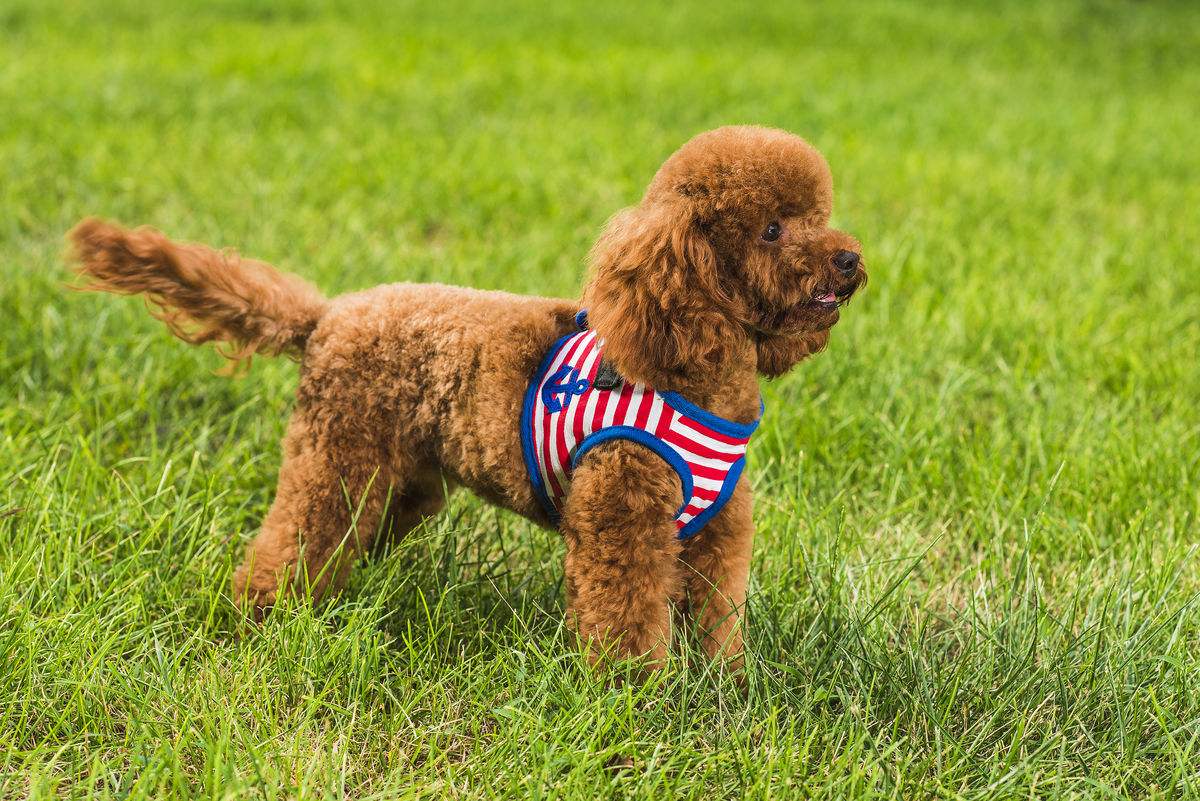 泰迪犬能吃什么，小吃货可不是啥都吃