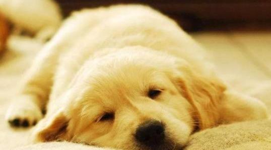 小金毛犬怎么训练?这些方法你会了吗