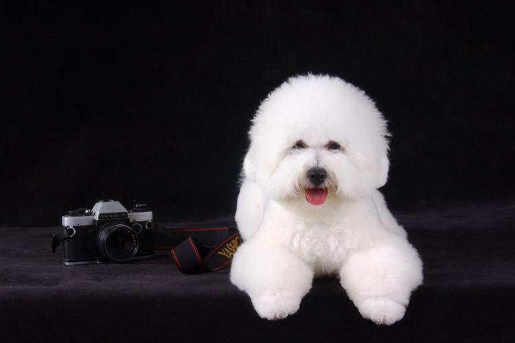 比熊犬能长多大？这样养才是正确的方法