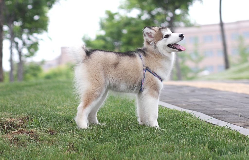 阿拉斯加雪橇犬咬人吗,人类行为至关重要