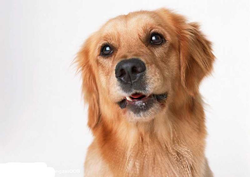 小金毛吃什么？只要利于成长的都可以喂