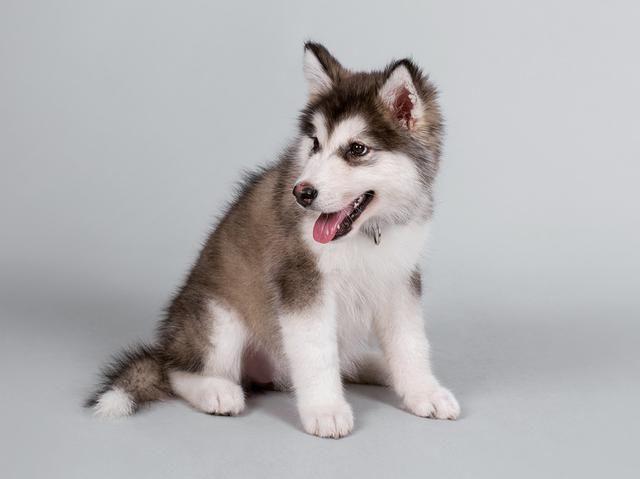 阿拉斯加犬怎样训练?看看行家怎么训练