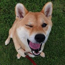 狗狗能吃酸奶吗?份量控制好是关键