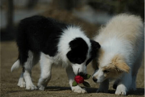 边境牧羊犬打得过德牧吗?不看这些又怎会知道