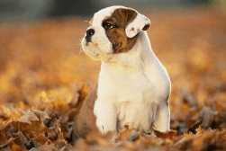 英国斗牛犬寿命多长,健康生活才长寿