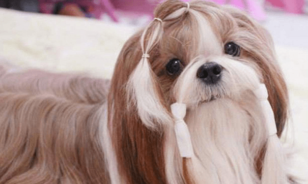 西施犬掉毛吗，小编告诉你为什么会掉毛