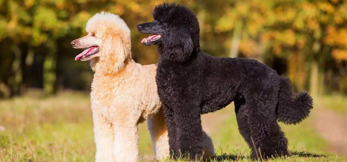 贵宾犬会咬人吗，狗急了也会跳墙