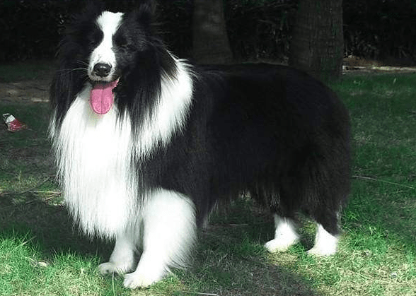 边境牧羊犬如何牧羊，天赋高也要勤加训练