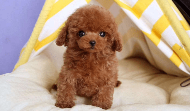 泰迪疫苗怎么打?一份犬类疫苗指导建议可以看看